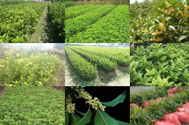 桂花树是用什么树嫁接的1685838749574