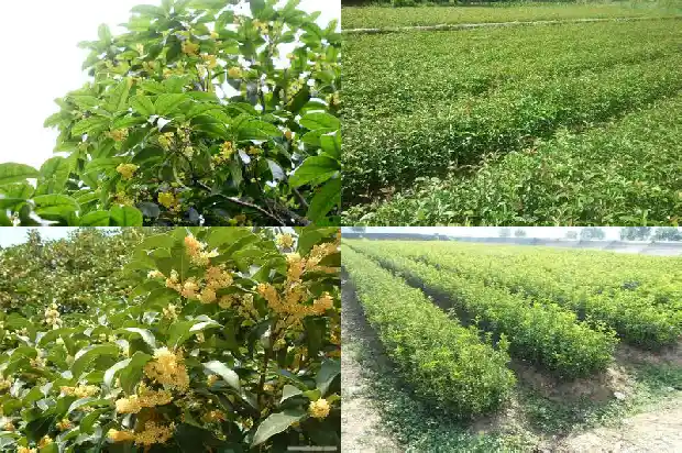 桂花树是用什么树嫁接的1685838749622
