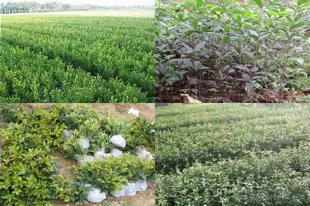 桂花树是用什么树嫁接的1685838749668
