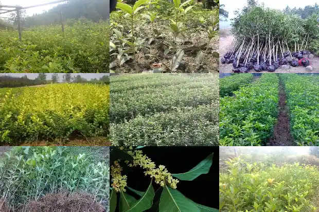 求购桂花采购信息最新价格1690416740385