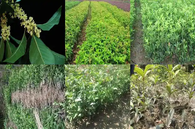 兰桂花树规格价格1689726534762