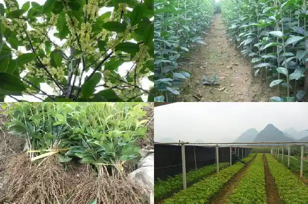 桂花什么时候栽种?1688605778603