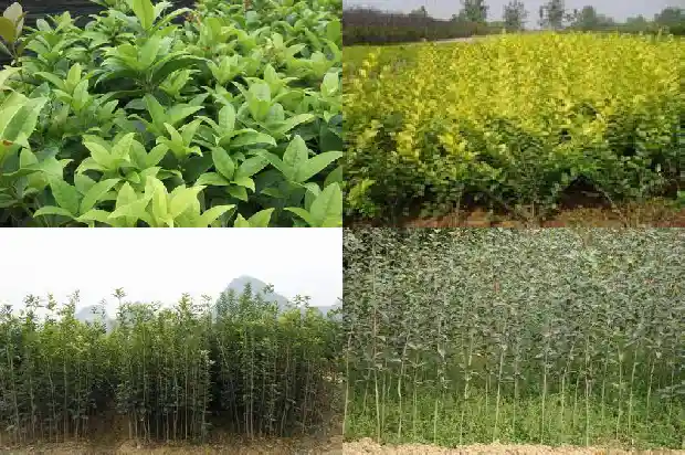什么树种可以嫁接桂花1685838854402