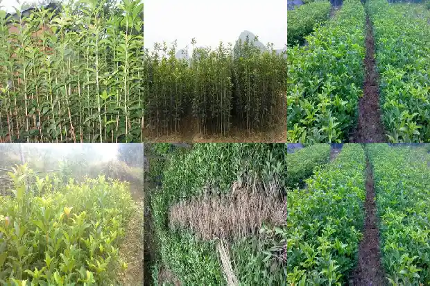 什么树种可以嫁接桂花1685838854448
