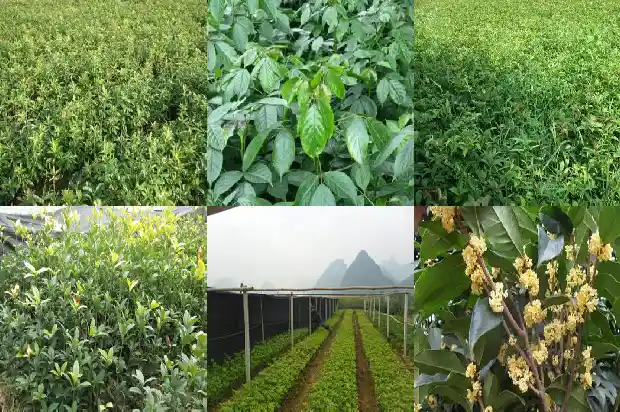 怎样修剪桂花树枝条1685838875042