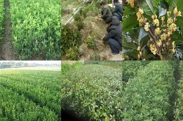 怎样做桂花茶?1689466123843