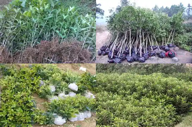 桂花树下有鬼吗1685838914282
