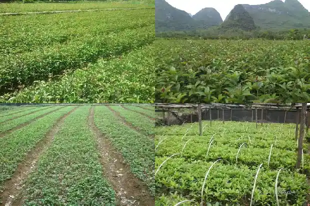 桂花乌龙茶怎么泡最好1689467121230