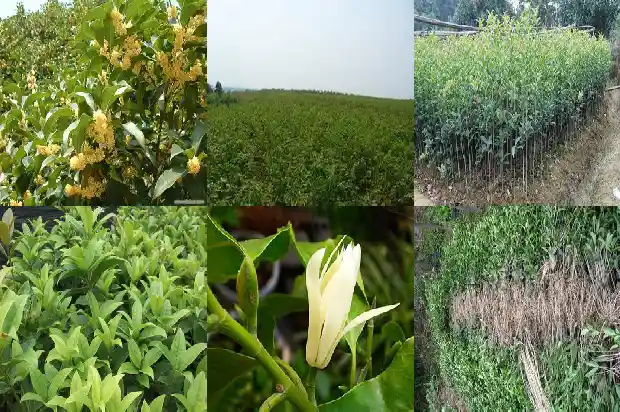 桂花树属于阴树吗1685838948541
