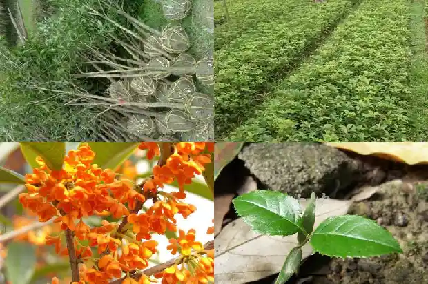 马路边可以种桂花树吗1685838970067