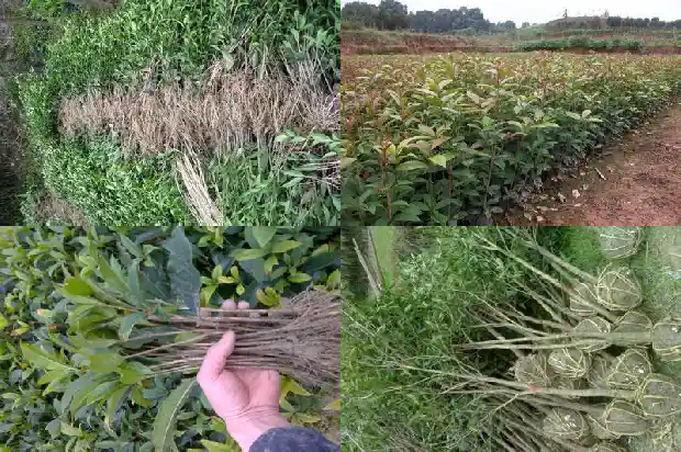 桂花树如何开花多1685838989655