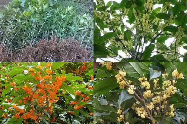 桂花可以直接插枝吗1685839031239