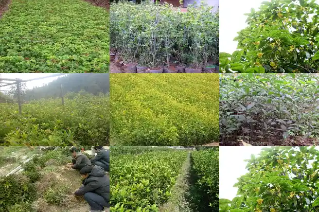 现在移栽桂花树能活吗1689838518662