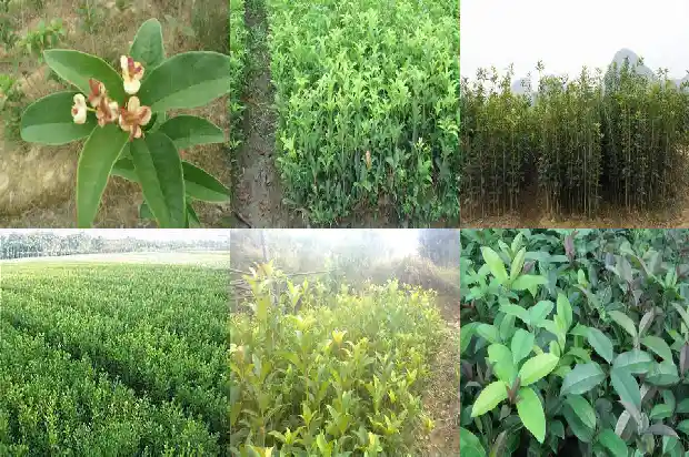 桂花和什么搭配泡水喝好1689577112184