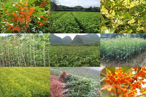 独杆桂花和丛生桂花哪个好养1685839068214