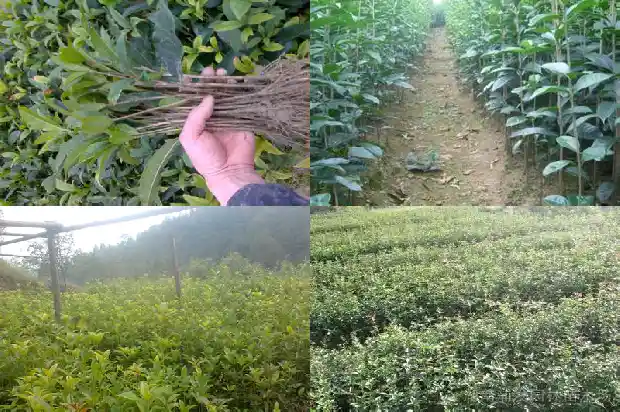 独杆桂花和丛生桂花哪个好养1685839068310