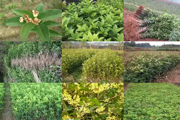 桂花是属于灌木还是乔木1685839092960