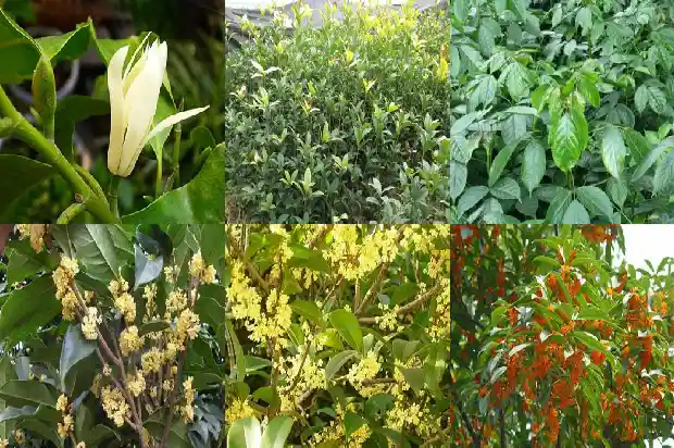 桂花是属于灌木还是乔木1685839093008