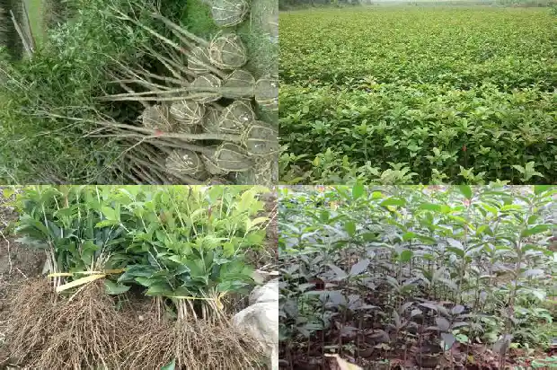 桂花是属于灌木还是乔木1685839093104