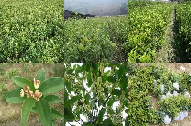 八月桂花会结果吗1690504475728