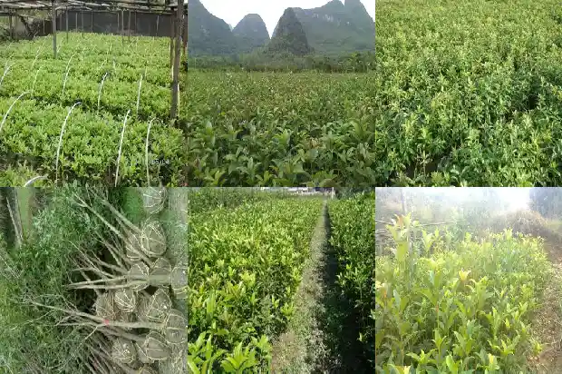 桂花是乔木还是灌木1685839151069