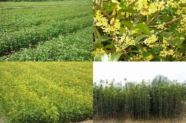 桂花树属乔木还是灌木类植物1685839173650