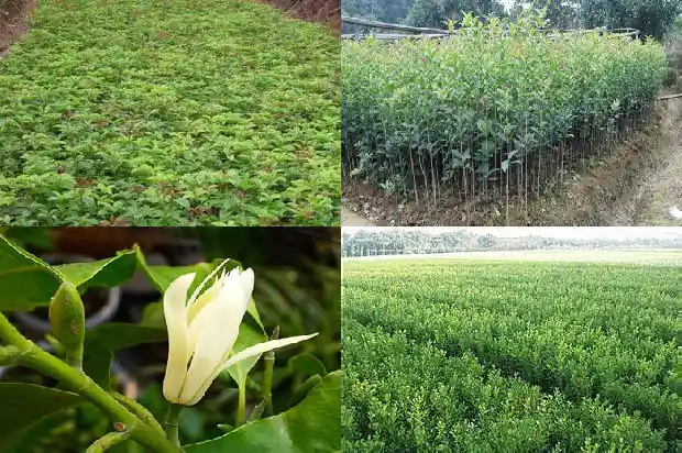 桂花树属乔木还是灌木类植物1685839173745