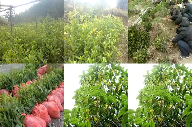 桂花树属乔木还是灌木好呢1685839193063