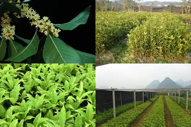桂花树属乔木还是灌木好呢1685839193110