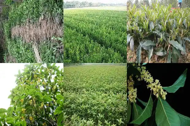 桂花树属乔木还是灌木好呢1685839193202