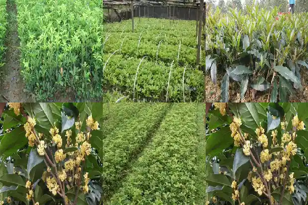 桂花树属于乔木还是灌木类1685839213311