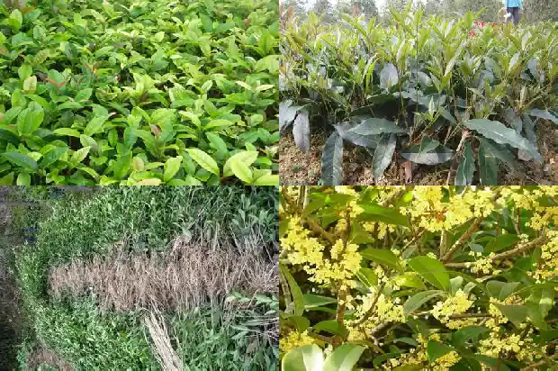 桂花树属于乔木还是灌木类1685839213357