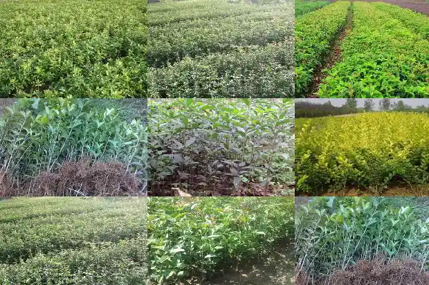 桂花树属于乔木还是灌木类1685839213402