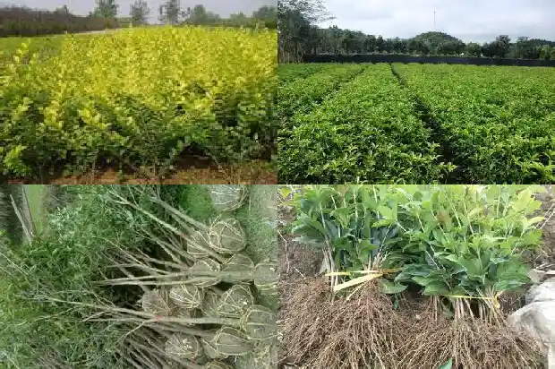 桂花树的尺寸1689726661011