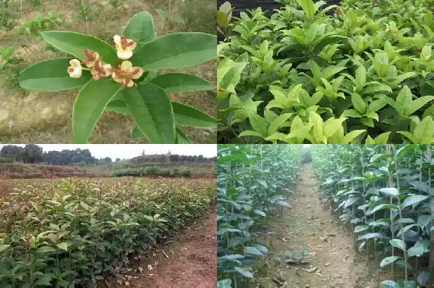 桂花属于树木还是花草1685839274681