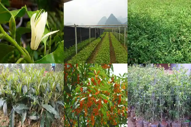 桂花属于树木还是花草1685839274729