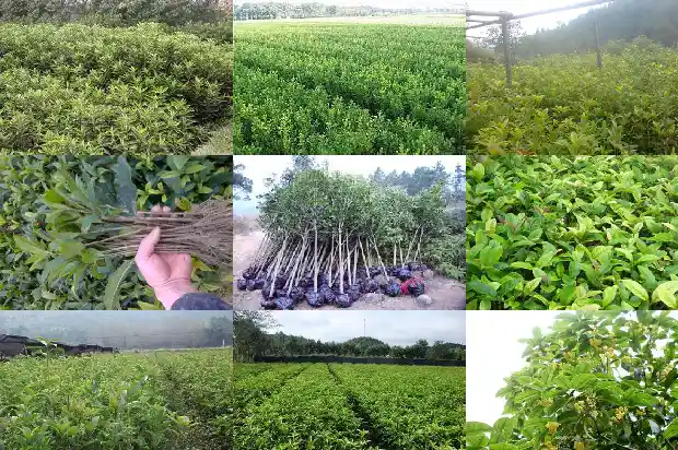丁香花加桂花有什么作用与功效1689311908839