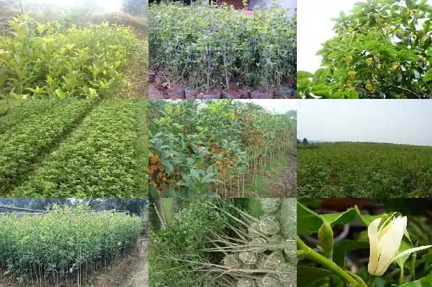 桂花属于乔木还是灌木哪种多一点1685839326934