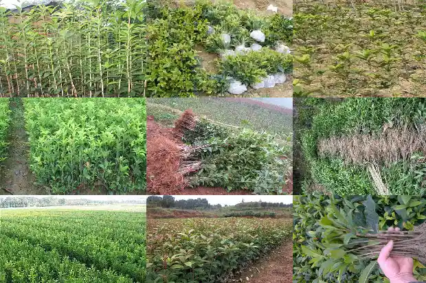 桂花属于乔木还是灌木哪种多一点1685839326981