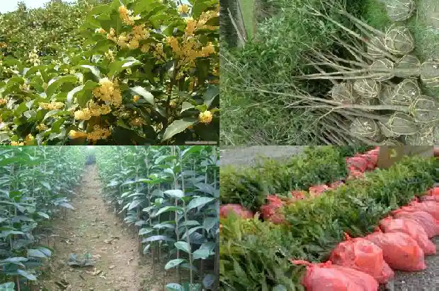 桂花苗多少钱一颗哪里有桂花苗卖1689726065514