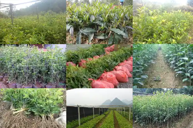 桂花是不是落叶乔木1685839366330