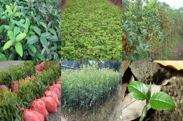 桂花是不是落叶乔木1685839366377