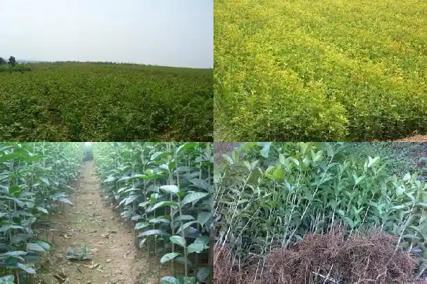 桂花树化石值多少钱1690418111045