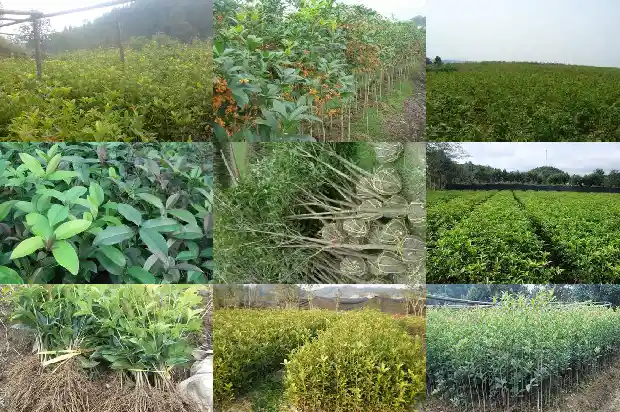 桂花什么乔木好养活1685839402985
