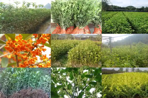 桂花什么乔木好养活1685839403033