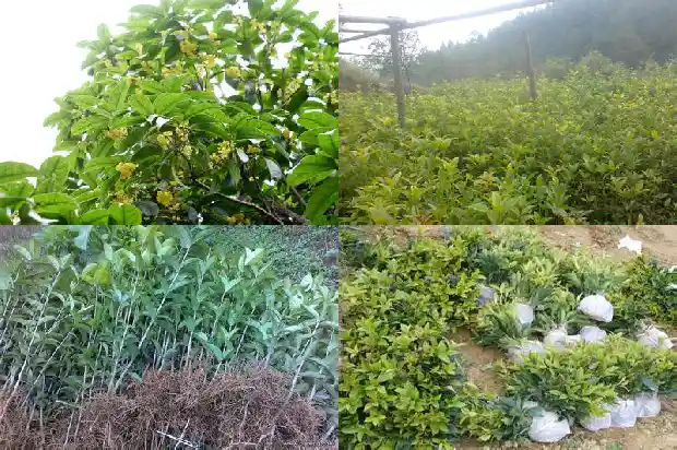桂花是乔木嘛1685839422602