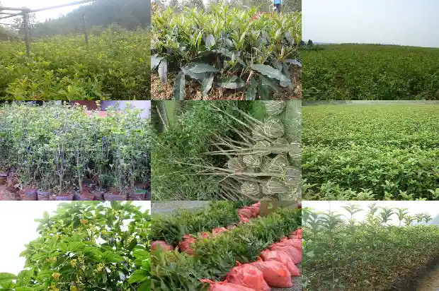 桂花是乔木嘛1685839422650