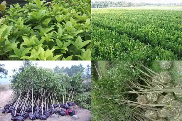 桂花是小乔木吗为什么1685839444077
