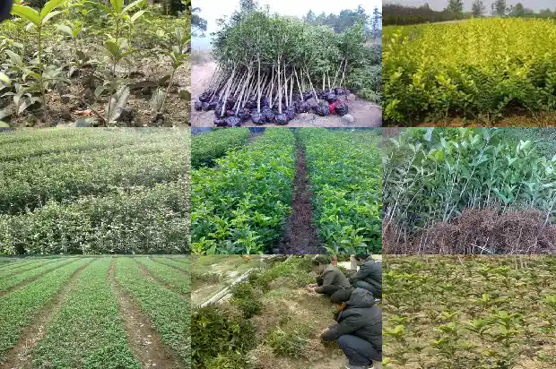 四季桂花树苗市场价格多少1689899110566