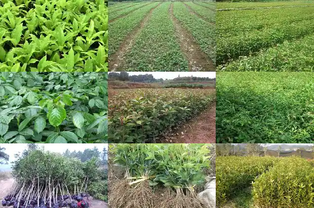 桂花是灌木还是乔木植物1685839480613